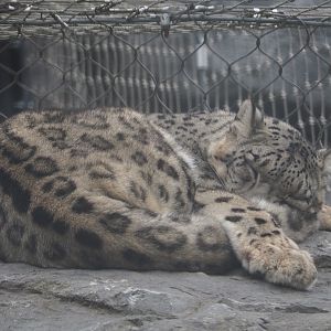 Snow leopard (Panthera uncia), 2020-09-03