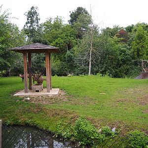Indian hog deer, White-naped crane and Demoiselle crane exhibit, 2020-09-03
