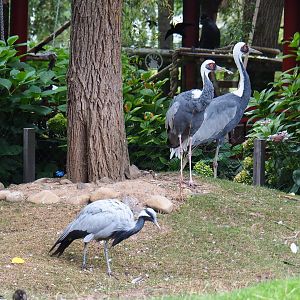 White naped cranes (Antigone vipio) and Demoiselle crane (Anthropoides virgo), 2020-09-03