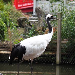 Red-crowned crane (Grus japonensis), 2020-09-03