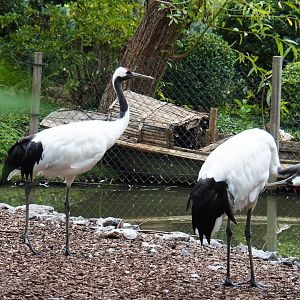 Red-crowned cranes (Grus japonensis), 2020-09-03