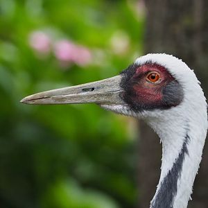 White-naped crane (Antigone vipio), 2020-09-03