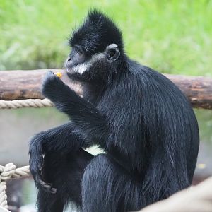 François' langur (Trachypithecus francoisi), 2020-09-03