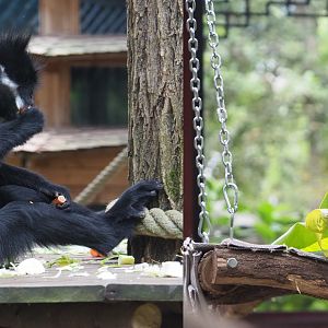 François' langurs (Trachypithecus francoisi), 2020-09-03