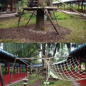 François' langur exhibit, 2020-09-03