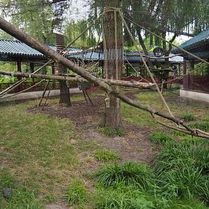 François' langur exhibit, 2020-09-03