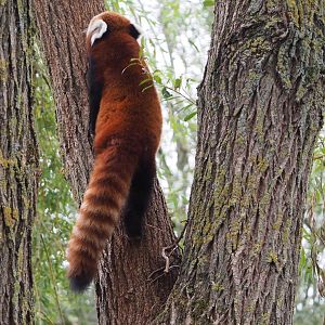 Nepalese red panda (Ailurus fulgens) climbing a tree, 2020-09-03