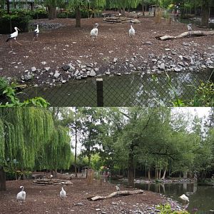 Père David's deer, Reeves's muntjac, Red-crowned crane, European white stork and Great white pelican exhibit, 2020-09-03