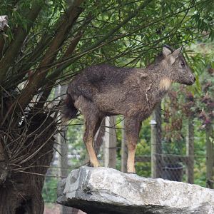 Central Chinese goral (Naemorhedus griseus arnouxianus), 2020-09-03