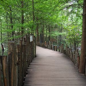 Boardwalk through marshy area with crane exhibits, 2020-09-03