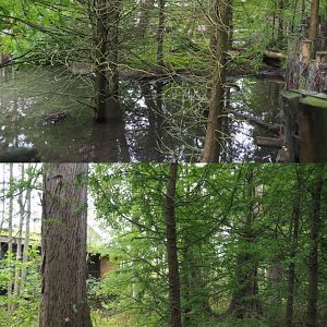 Siberian crane exhibit, 2020-09-03