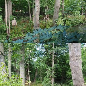 Siberian crane exhibit seen from the koala house, 2020-09-02