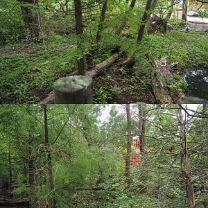 Indian Sarus crane exhibit, 2020-09-03