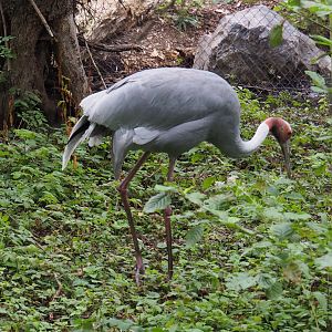 Indian sarus crane (Antigone antigone antigone), 2020-09-03