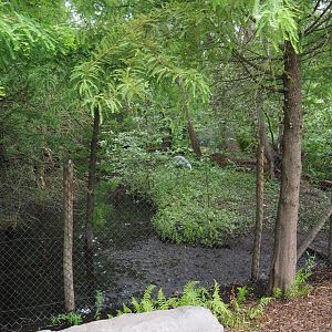 Indian Sarus crane exhibit, 2020-09-03