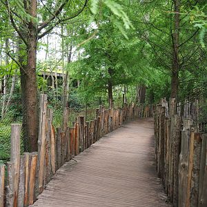 Indian Sarus crane exhibit, 2020-09-03