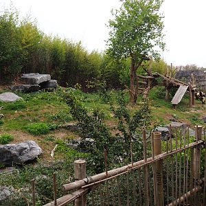 First Giant panda exhibit - Hao Hao, Bao Di and Bao Mei, 2020-09-03