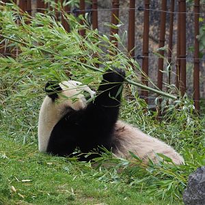 Giant panda Hao Hao (Ailuropoda melanoleuca), 2020-09-03