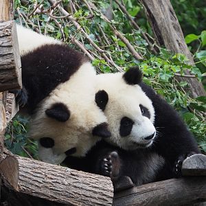 Juvenile Giant pandas Bao Di and Bao Mei (Ailuropoda melanoleuca), 2020-09-03