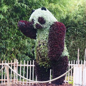 Giant panda topiary, 2020-09-03