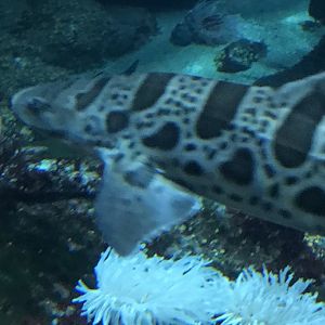 Leopard Shark (Triakis semifasaciata)