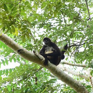 Geoffroy’s spider monkey (Ateles geoffroyi) with baby
