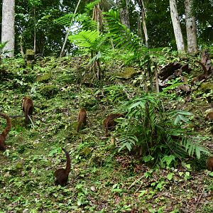 White-nosed coati (Nasua narica)