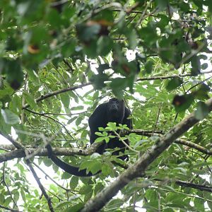 Guatemalan black howler (Alouatta pigra)
