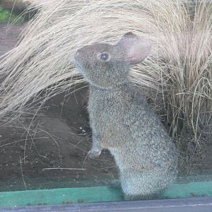 volcano rabbit or teporingo