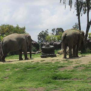 female asian elephants