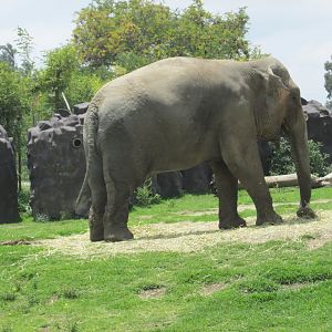 ASIAN ELEPHANT BIREKI