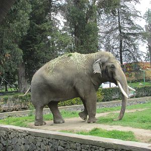 MALE ASIAN ELEPHANT TED