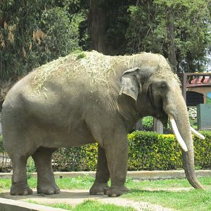ASIAN MALE ELEPHANT TED