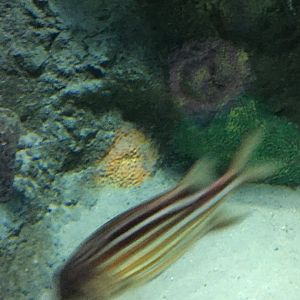 FIsh ID? Sorry For Low Quality