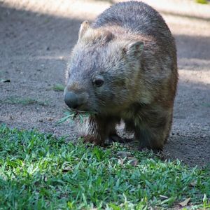 Common Wombat (Vombatus ursinus)