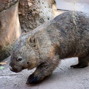 Common Wombat (Vombatus ursinus)