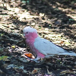 Galah (Eolophus roseicapilla)
