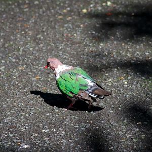 Pacific Emerald Dove Chalcophaps longirostris)