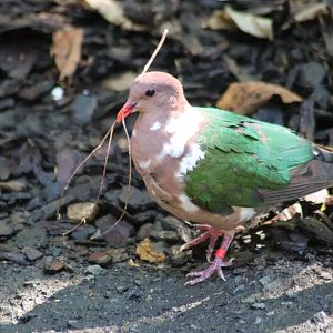 Pacific Emerald Dove Chalcophaps longirostris)