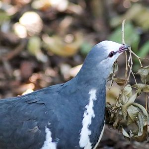 Wonga Pigeon (Leucosarcia melanoleuca)