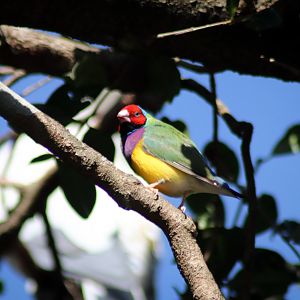 Gouldian Finch (Erythrura gouldiae)