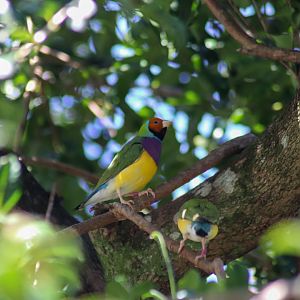 Gouldian Finches (Erythrura gouldiae)