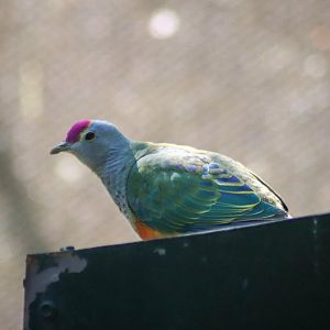 Rose-crowned Fruit Dove (Ptilinopus regina)