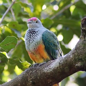 Rose-crowned Fruit Dove (Ptilinopus regina)