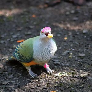 Rose-crowned Fruit Dove (Ptilinopus regina)
