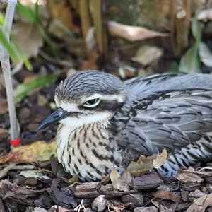 Bush Stone Curlew (Burhinus grallarius)