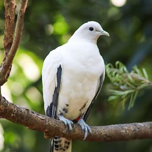 Torresian Imperial Pigeon (Ducula spilorrhoa)