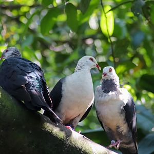 White-headed Pigeons (Columba leucomela)