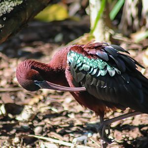 Glossy Ibis (Plegadis falcinellus)