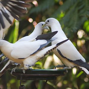 Feeding Time - Rainforest Aviary